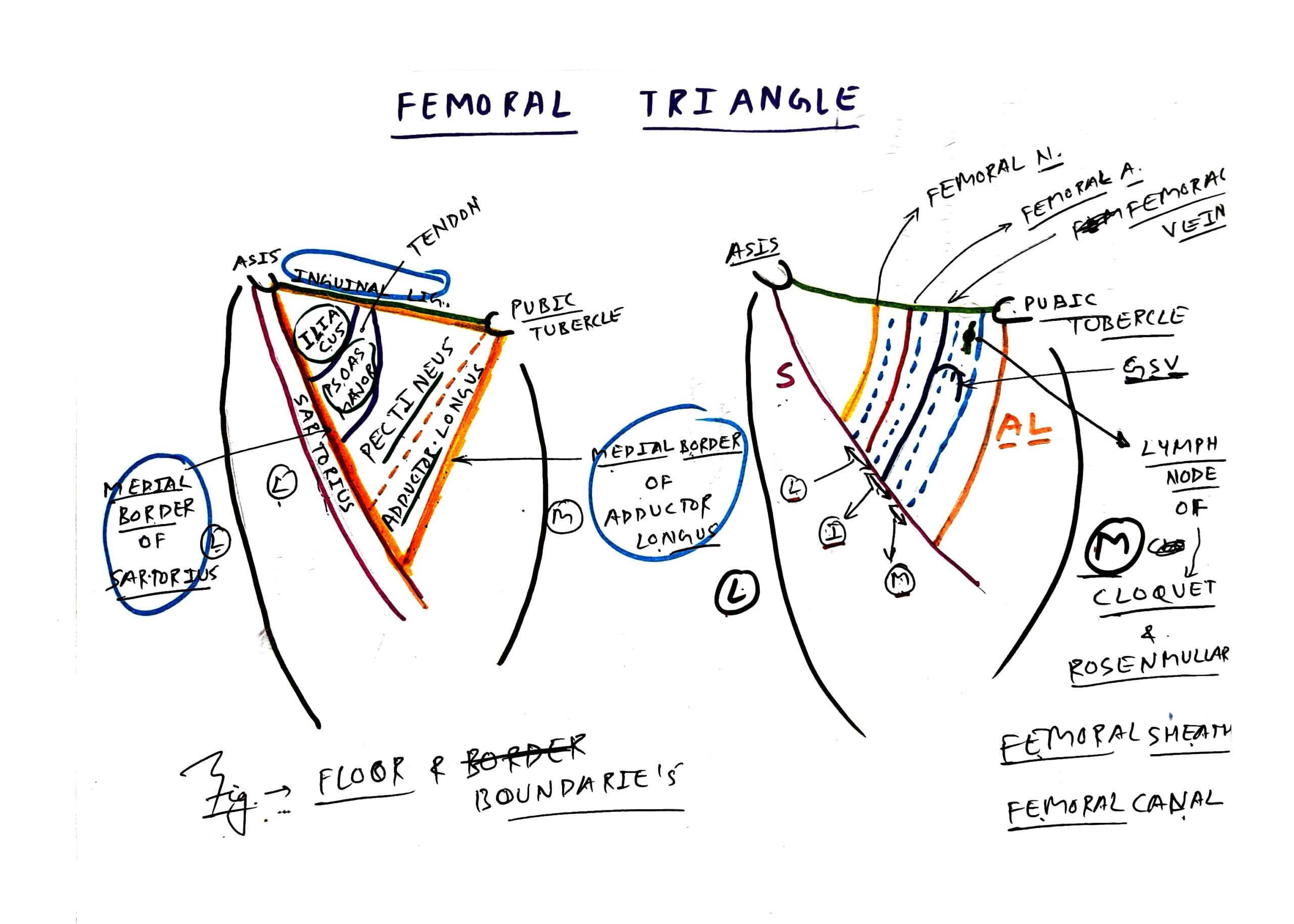 Femoral triangle, sheath and canal - TCML - The Charsi of Medical ...