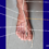 Artery of foot